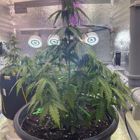 Джесс  growlog timeline photo