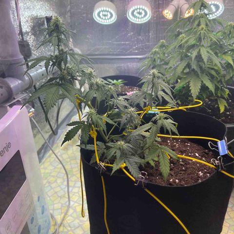 Tamara #2 growlog timeline photo
