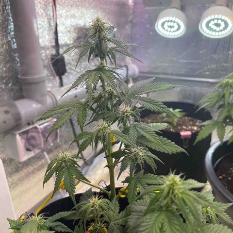 Tamara #2 growlog timeline photo