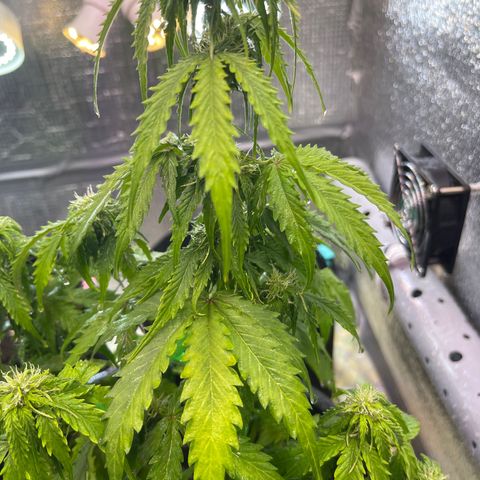 Джесс  growlog photo: Полил сульфатом магния. 2 мл на 1л. Опрыскивал