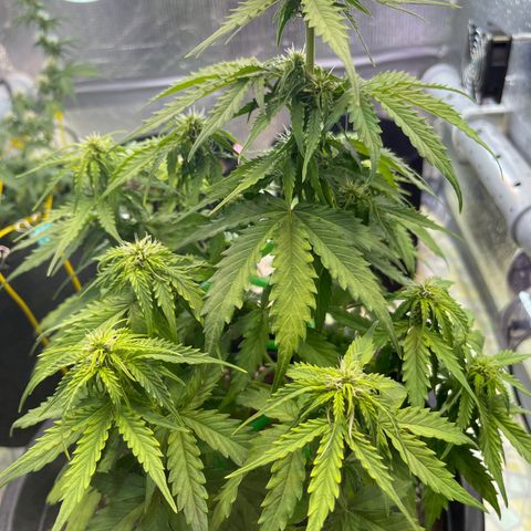 Джесс  growlog timeline photo