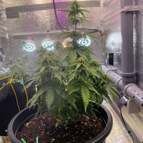 Джесс  growlog timeline photo