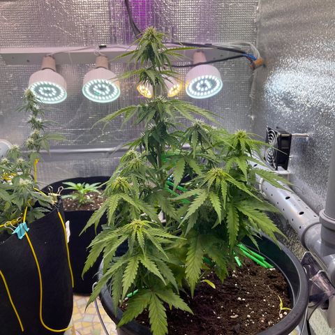 Джесс  growlog timeline photo