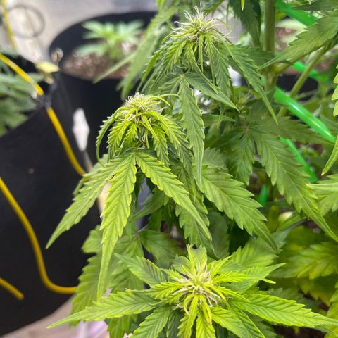 Джесс  growlog timeline photo