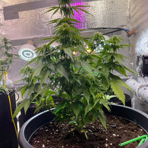 Джесс  growlog timeline photo