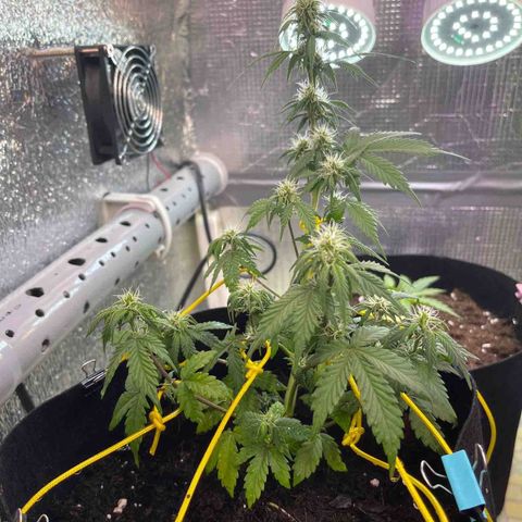 Tamara #2 growlog timeline photo