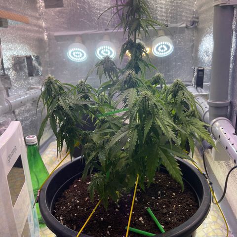 Джесс  growlog timeline photo