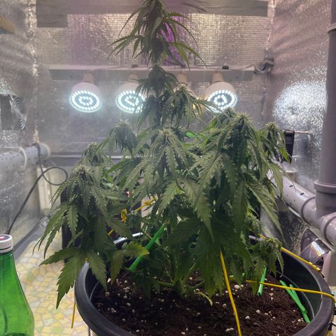 Джесс  growlog timeline photo