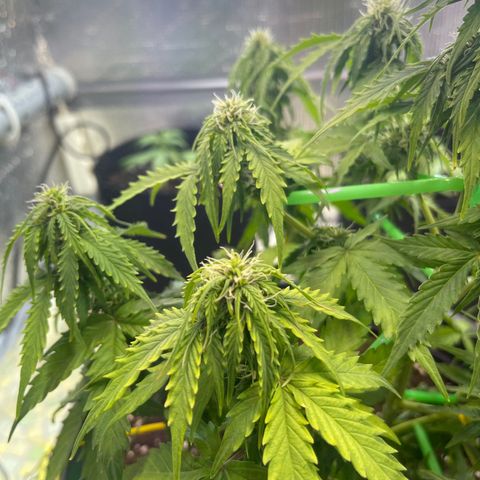 Джесс  growlog timeline photo