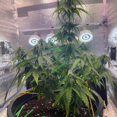 Джесс  growlog timeline photo