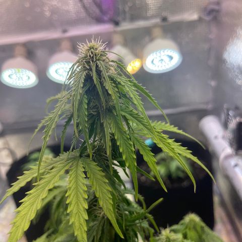 Джесс  growlog timeline photo