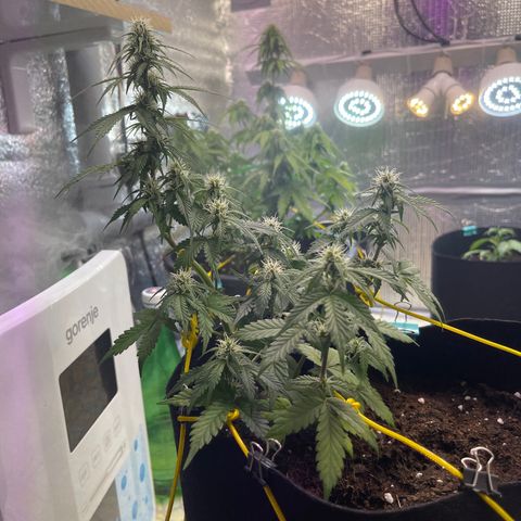 Tamara #2 growlog timeline photo