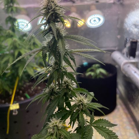 Tamara #2 growlog timeline photo