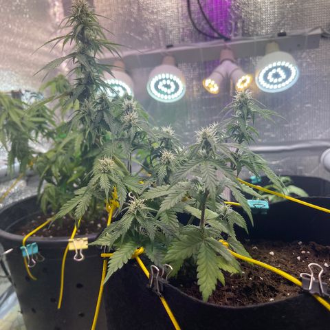 Tamara #2 growlog timeline photo