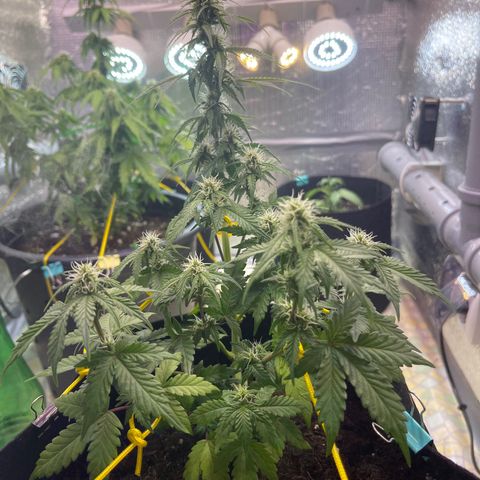 Tamara #2 growlog timeline photo