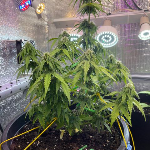 Джесс  growlog timeline photo