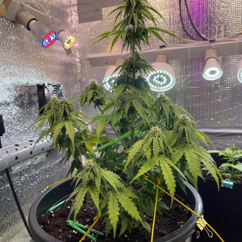 Джесс  growlog timeline photo