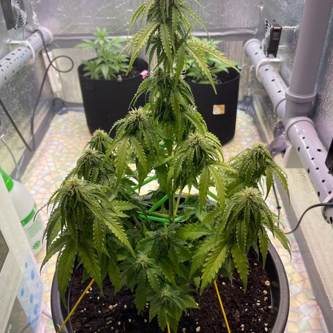 Джесс  growlog timeline photo