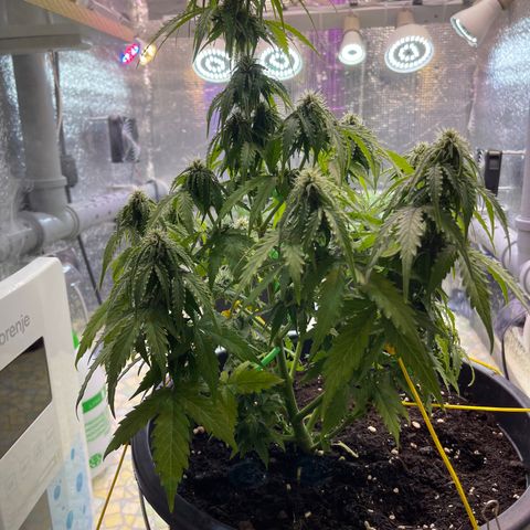Джесс  growlog timeline photo