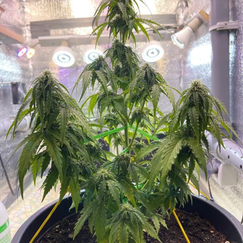Джесс  growlog timeline photo