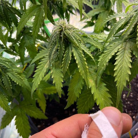 Джесс  growlog timeline photo