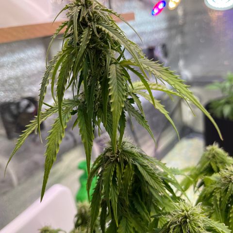 Джесс  growlog timeline photo