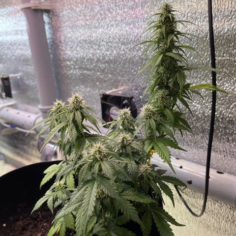 Tamara #2 growlog timeline photo