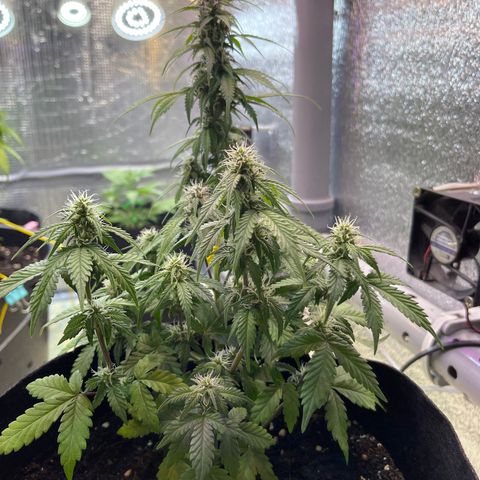 Tamara #2 growlog timeline photo