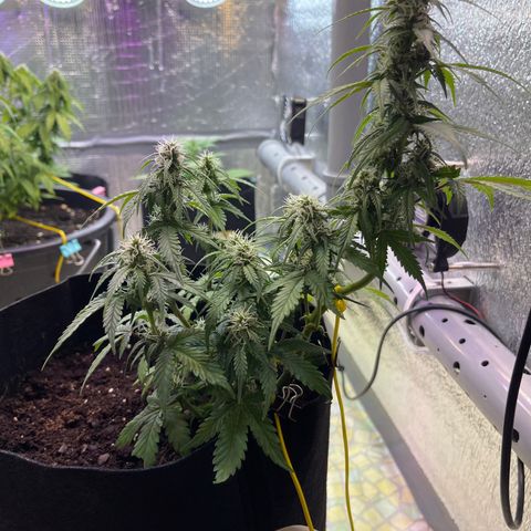 Tamara #2 growlog timeline photo