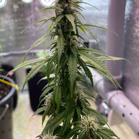 Tamara #2 growlog timeline photo
