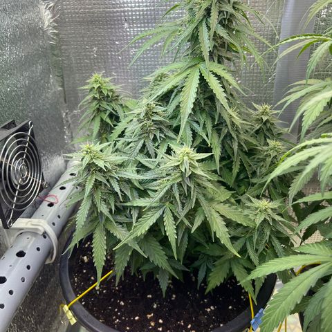 Джесс  growlog timeline photo