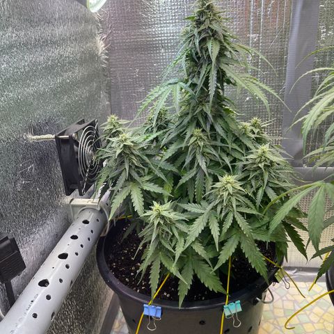 Джесс  growlog timeline photo