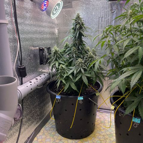Джесс  growlog timeline photo