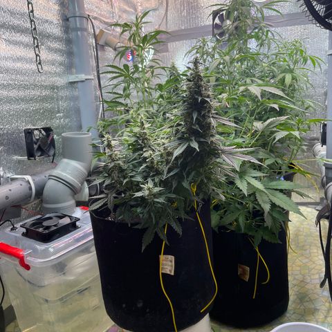 Tamara #2 growlog timeline photo