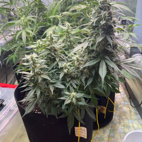 Tamara #2 growlog timeline photo