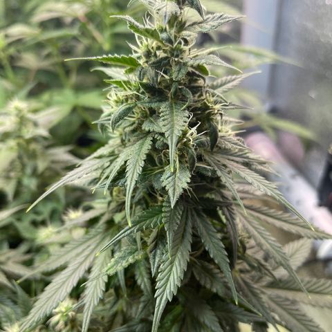 Tamara #2 growlog timeline photo