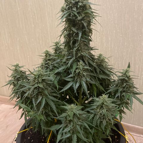 Джесс  growlog timeline photo