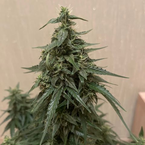 Джесс  growlog timeline photo