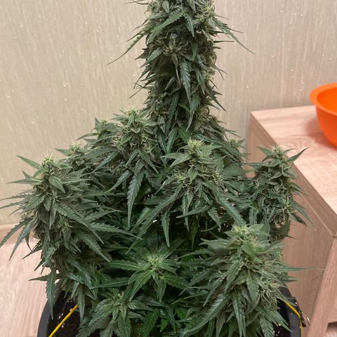 Джесс  growlog timeline photo