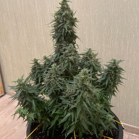 Джесс  growlog timeline photo