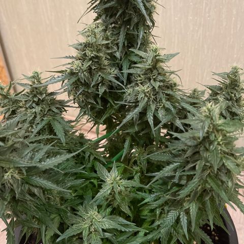 Джесс  growlog timeline photo