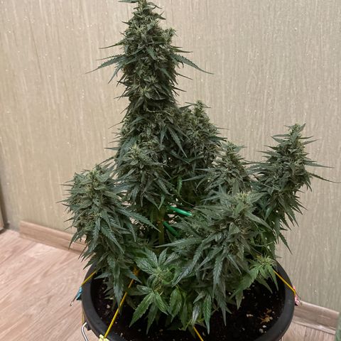 Джесс  growlog timeline photo