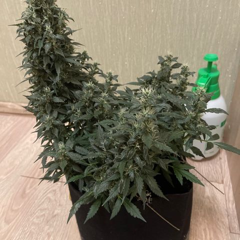 Tamara #2 growlog timeline photo