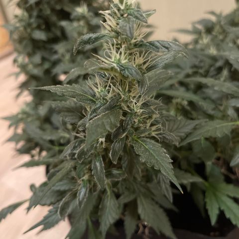 Tamara #2 growlog timeline photo