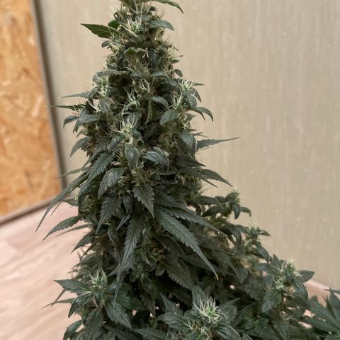 Tamara #2 growlog timeline photo