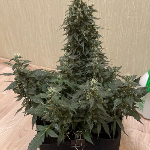 Tamara #2 growlog timeline photo