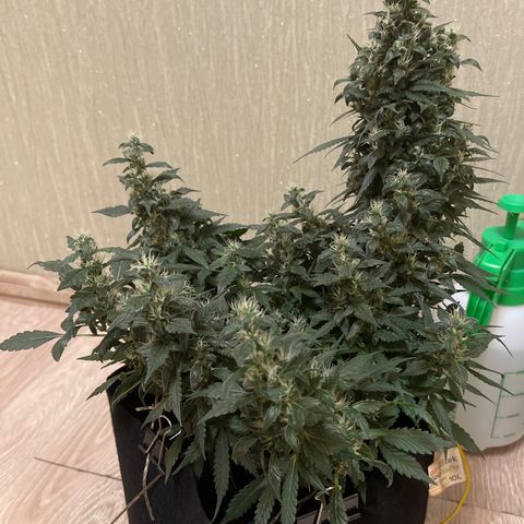 Tamara #2 growlog timeline photo