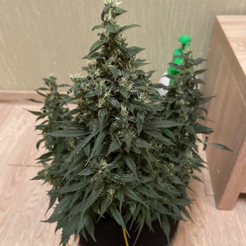 Tamara #2 growlog timeline photo
