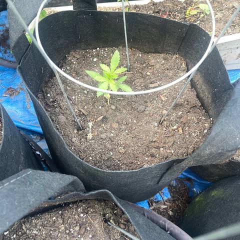 Unknown strain growlog photo: Added soaker hose for easier watering