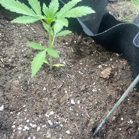 Unknown strain growlog photo: Added soaker hose for easier watering